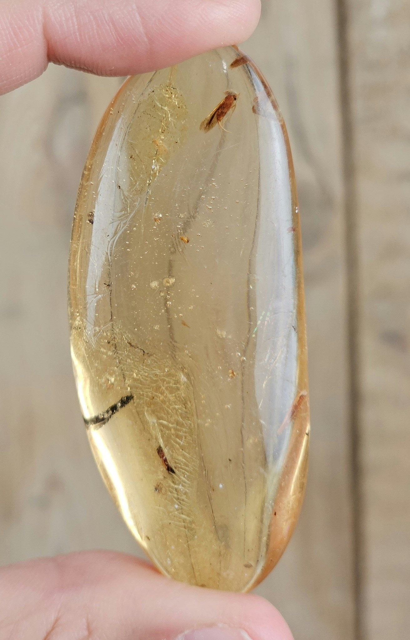 Copal med insekter #11