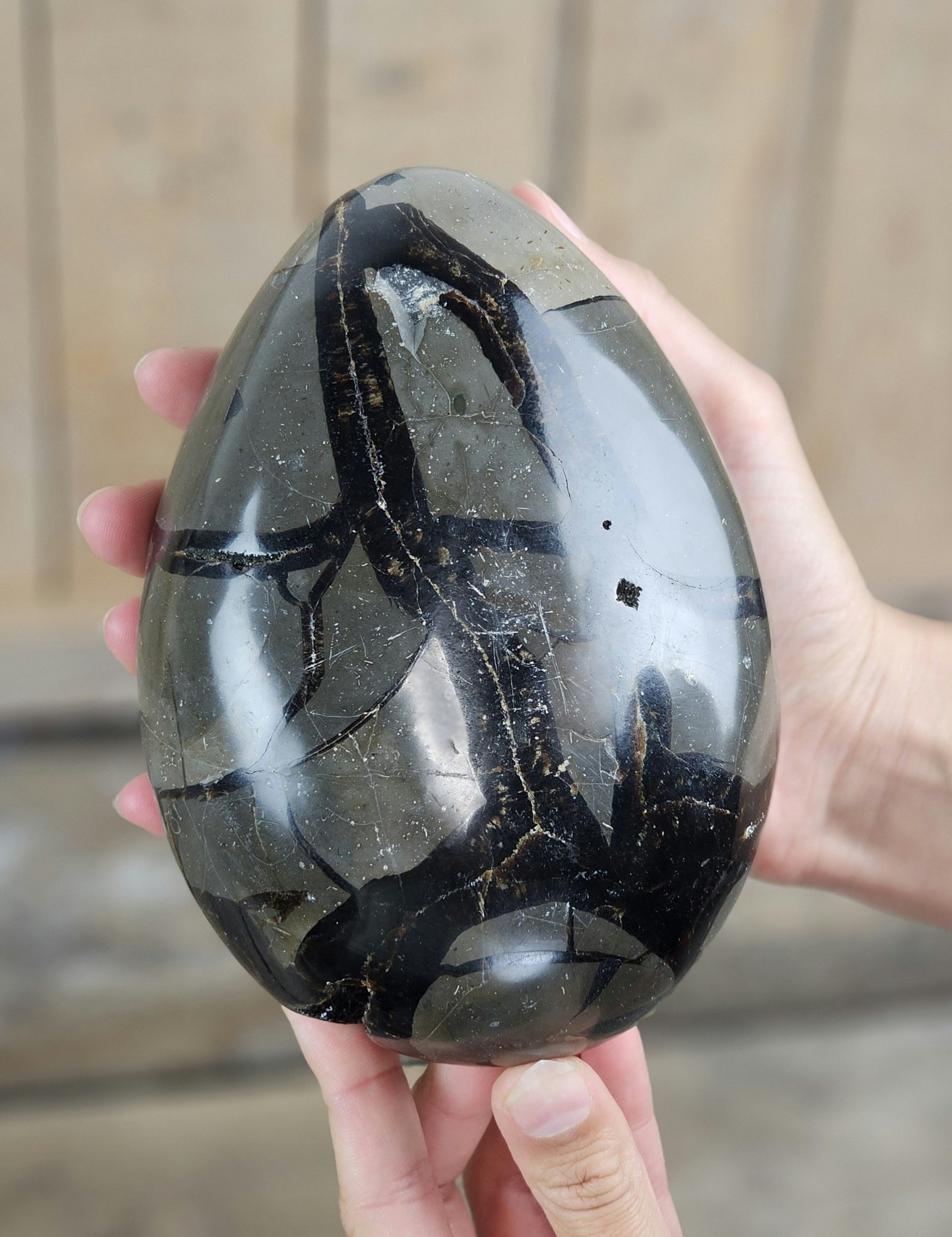 Septarian (Draksten) Ägg, XL polerad #4
