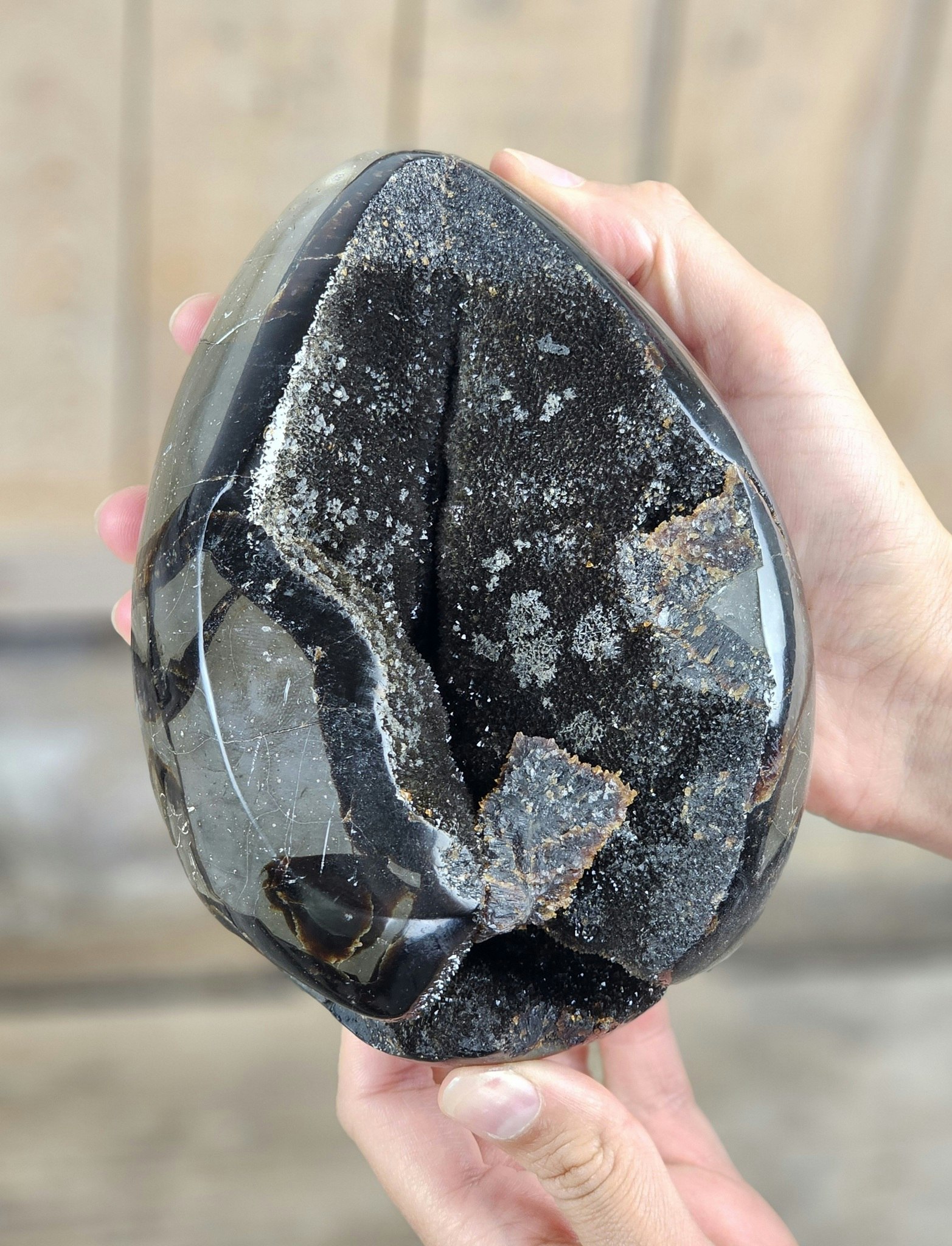 Septarian (Draksten) Ägg, XL polerad #4