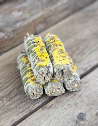 Vit Salvia med gula blommor