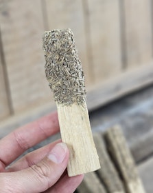 Palo Santo (Heligt trä), smudge med torkad Rosmarin