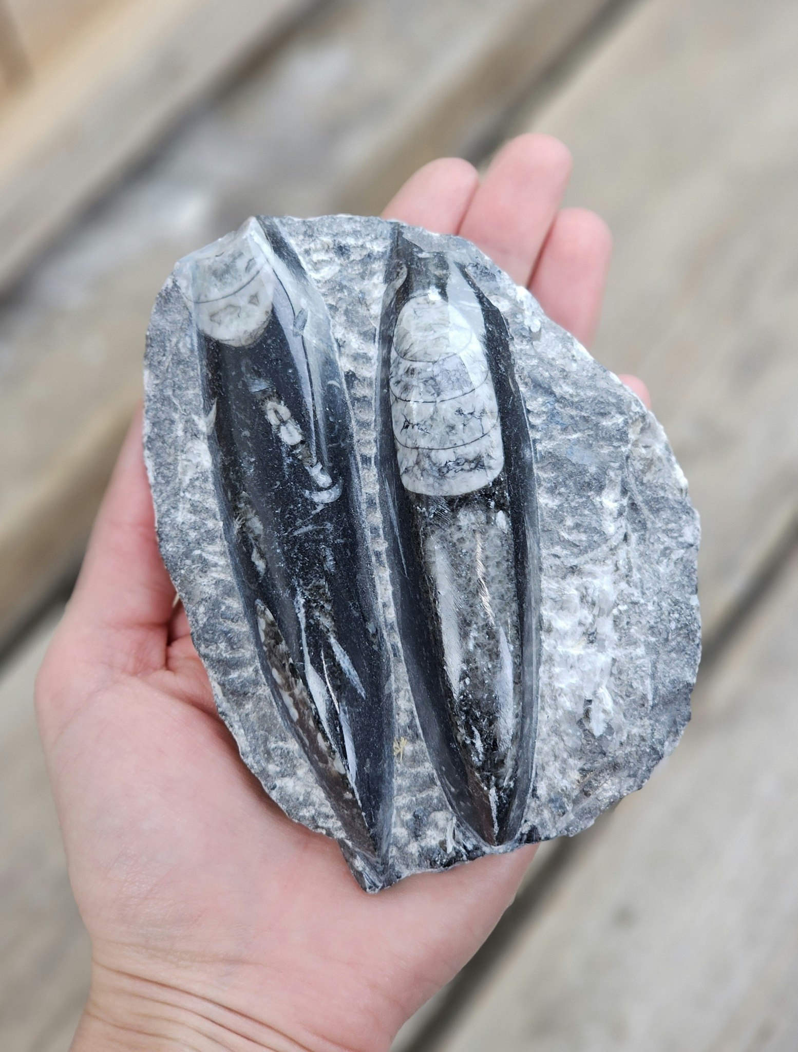 Ortoceratit fossil i matrix #5