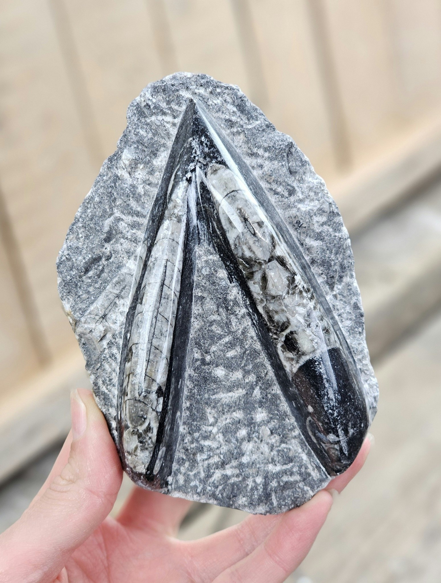 Ortoceratit fossil i matrix #6