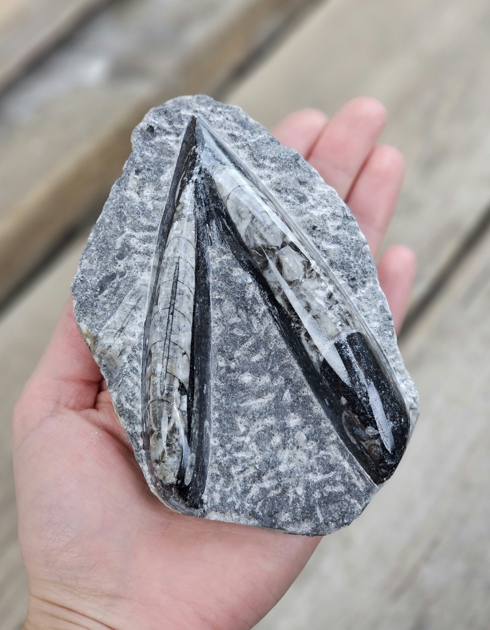 Ortoceratit fossil i matrix #6