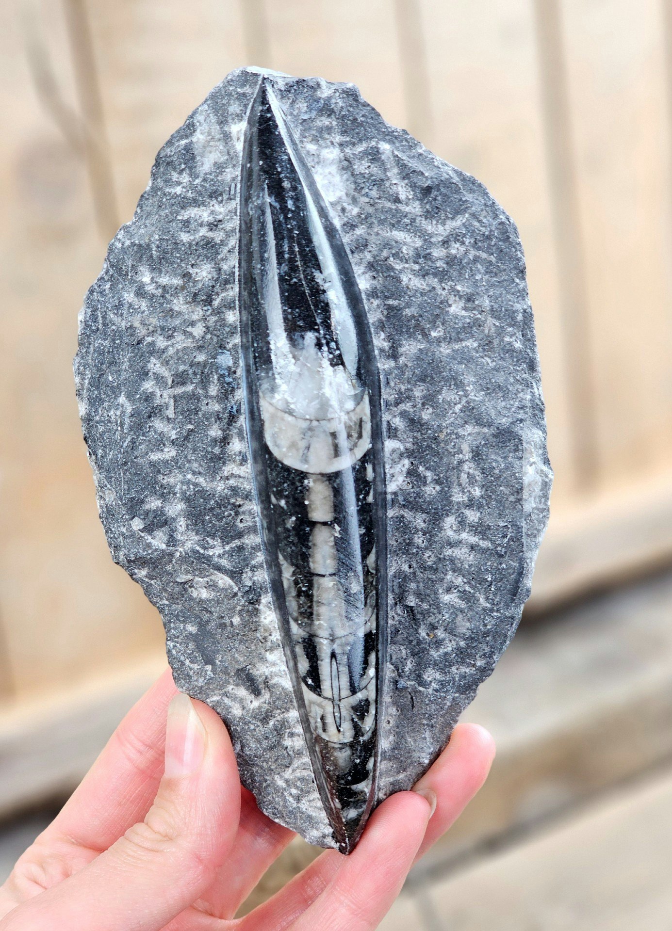 Ortoceratit fossil i matrix #8
