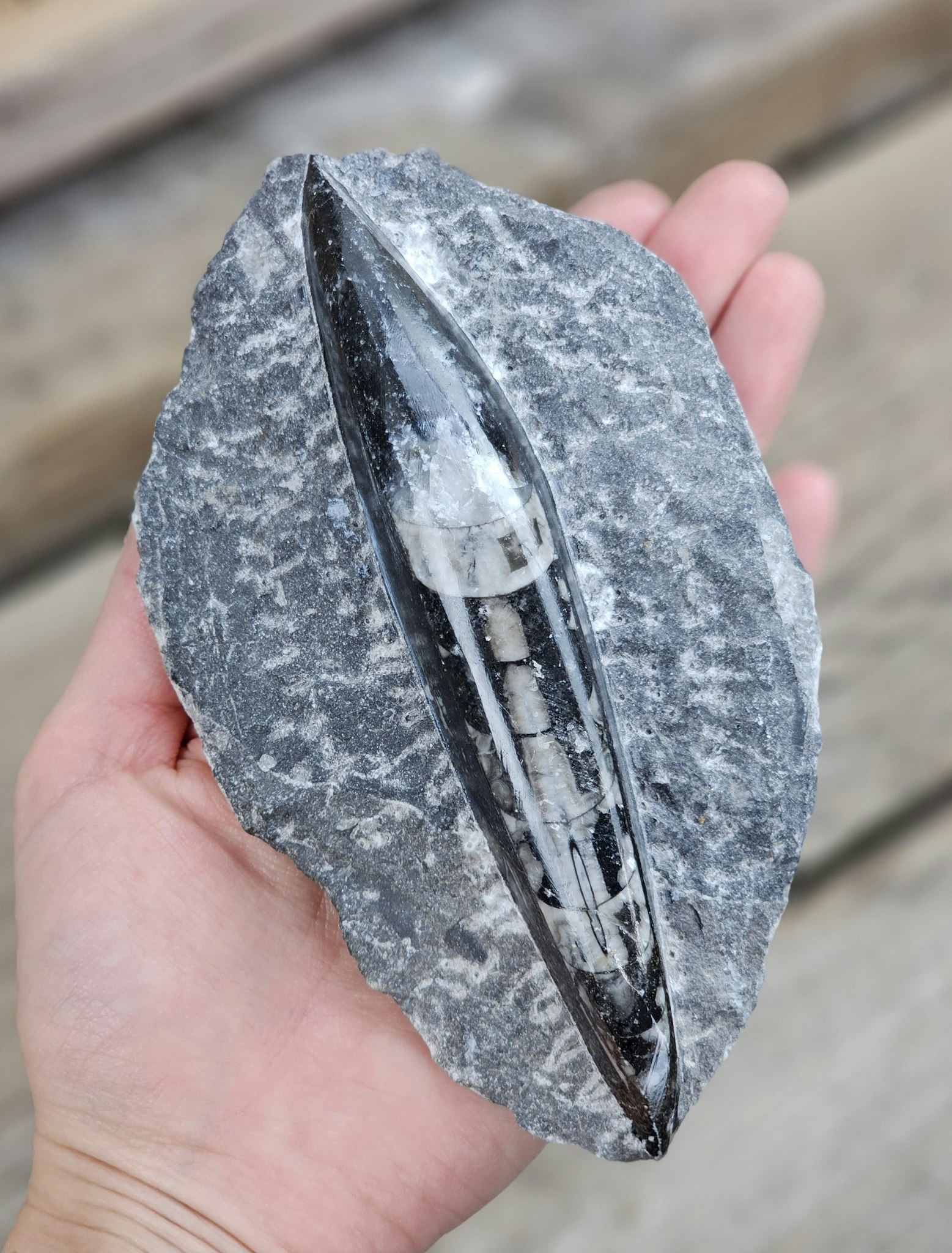 Ortoceratit fossil i matrix #8