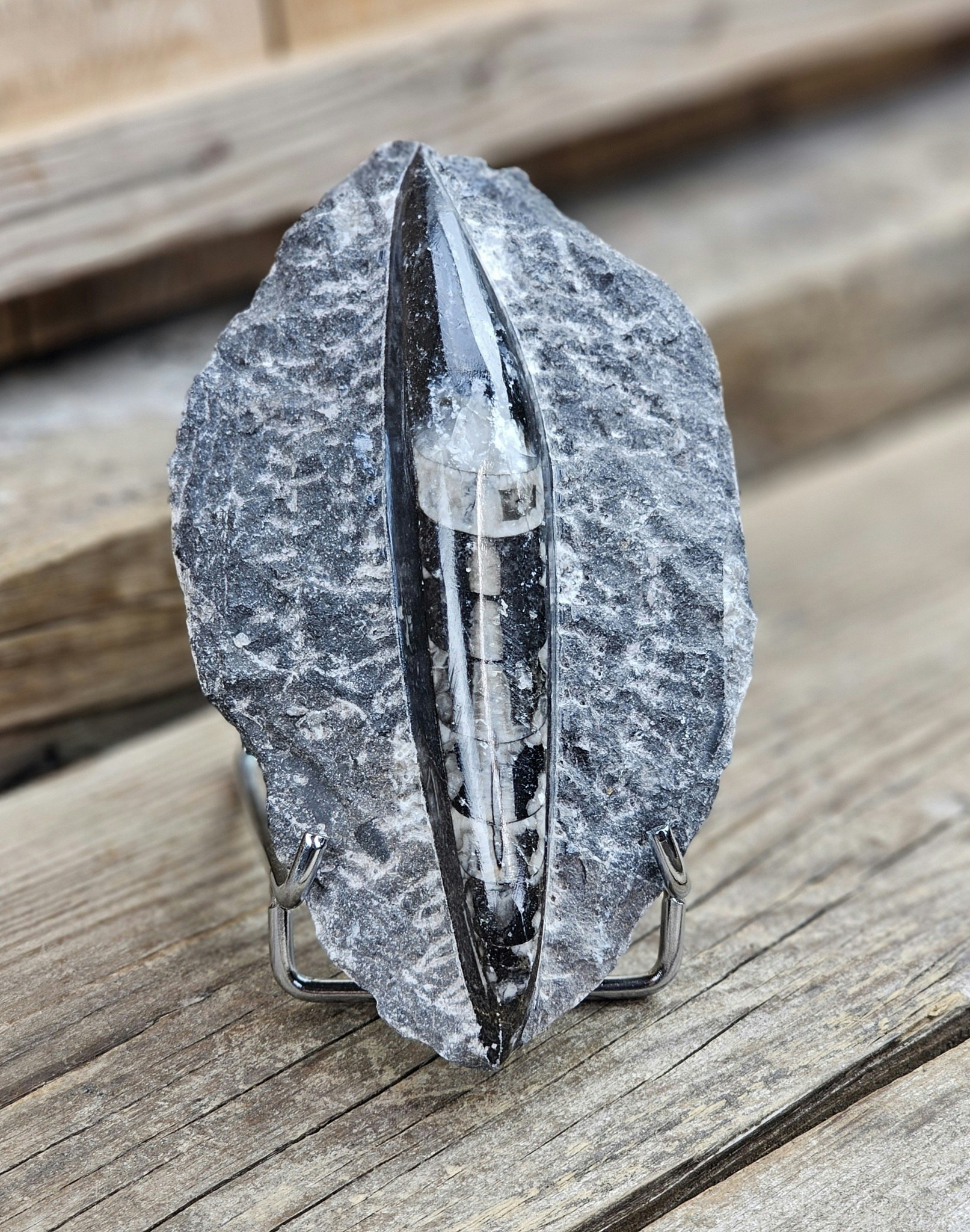 Ortoceratit fossil i matrix #8