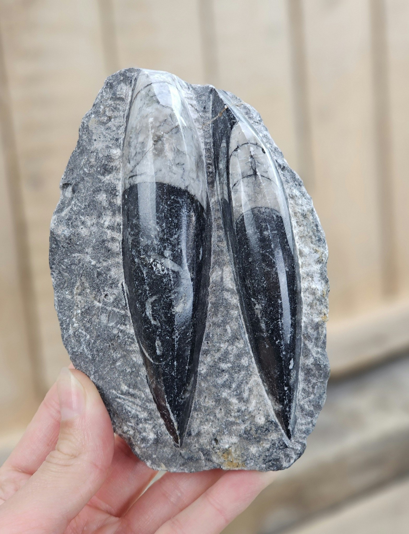 Ortoceratit fossil i matrix #10