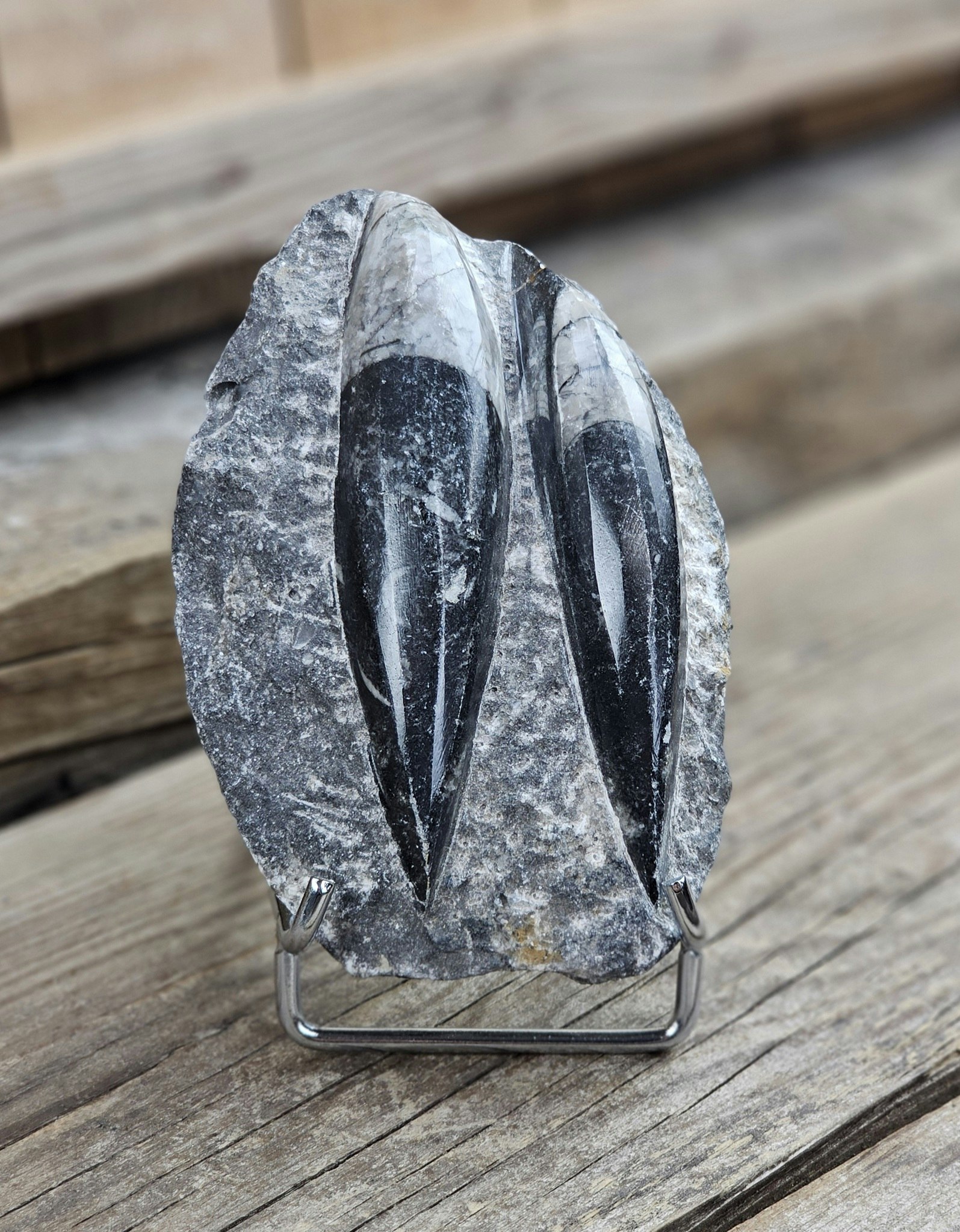 Ortoceratit fossil i matrix #10
