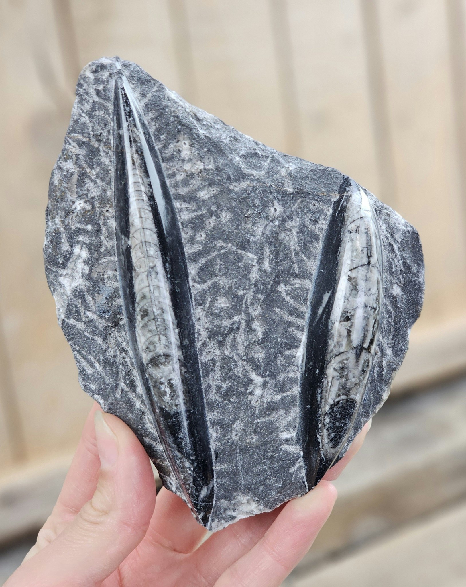 Ortoceratit fossil i matrix #11