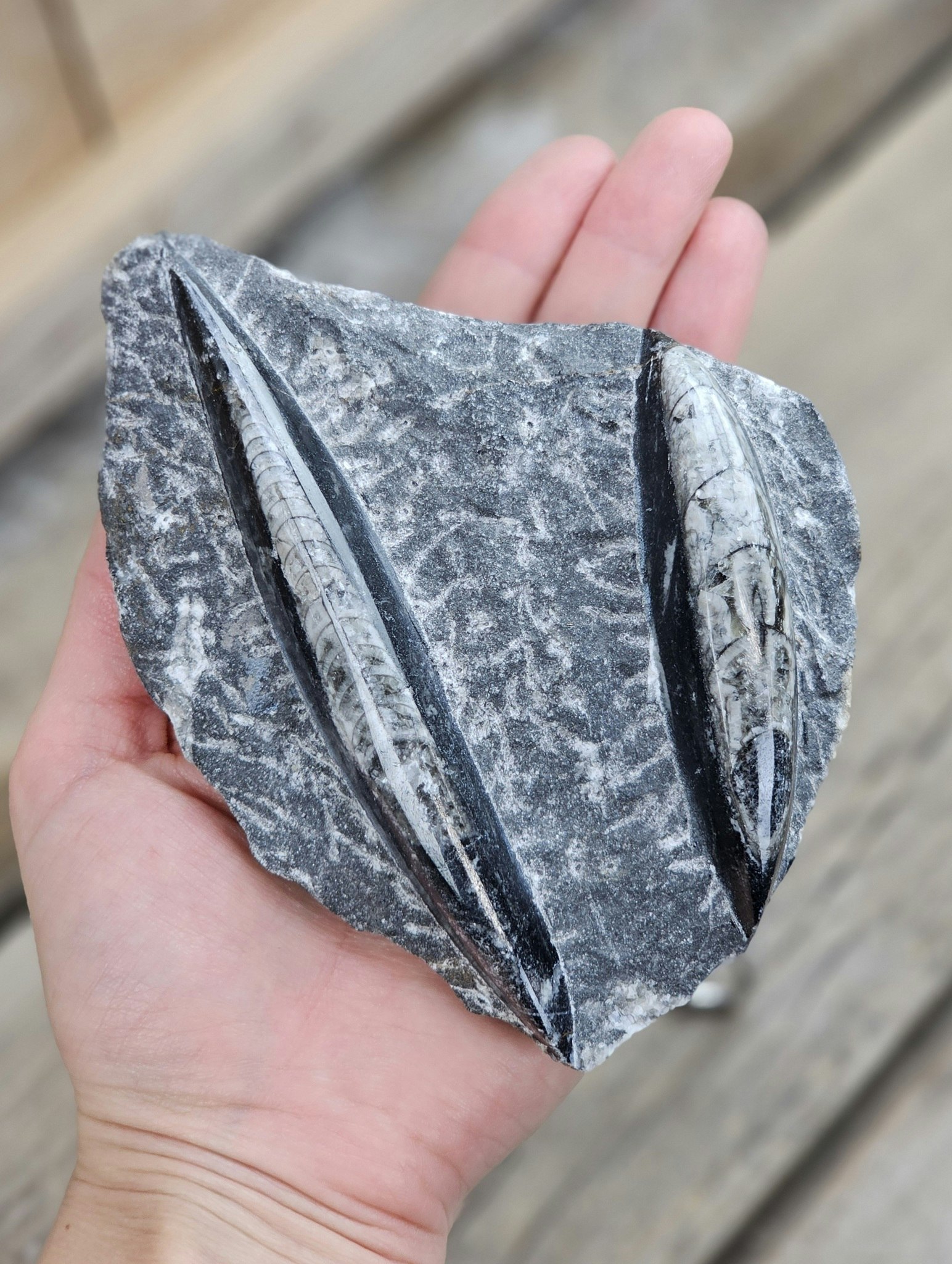 Ortoceratit fossil i matrix #11