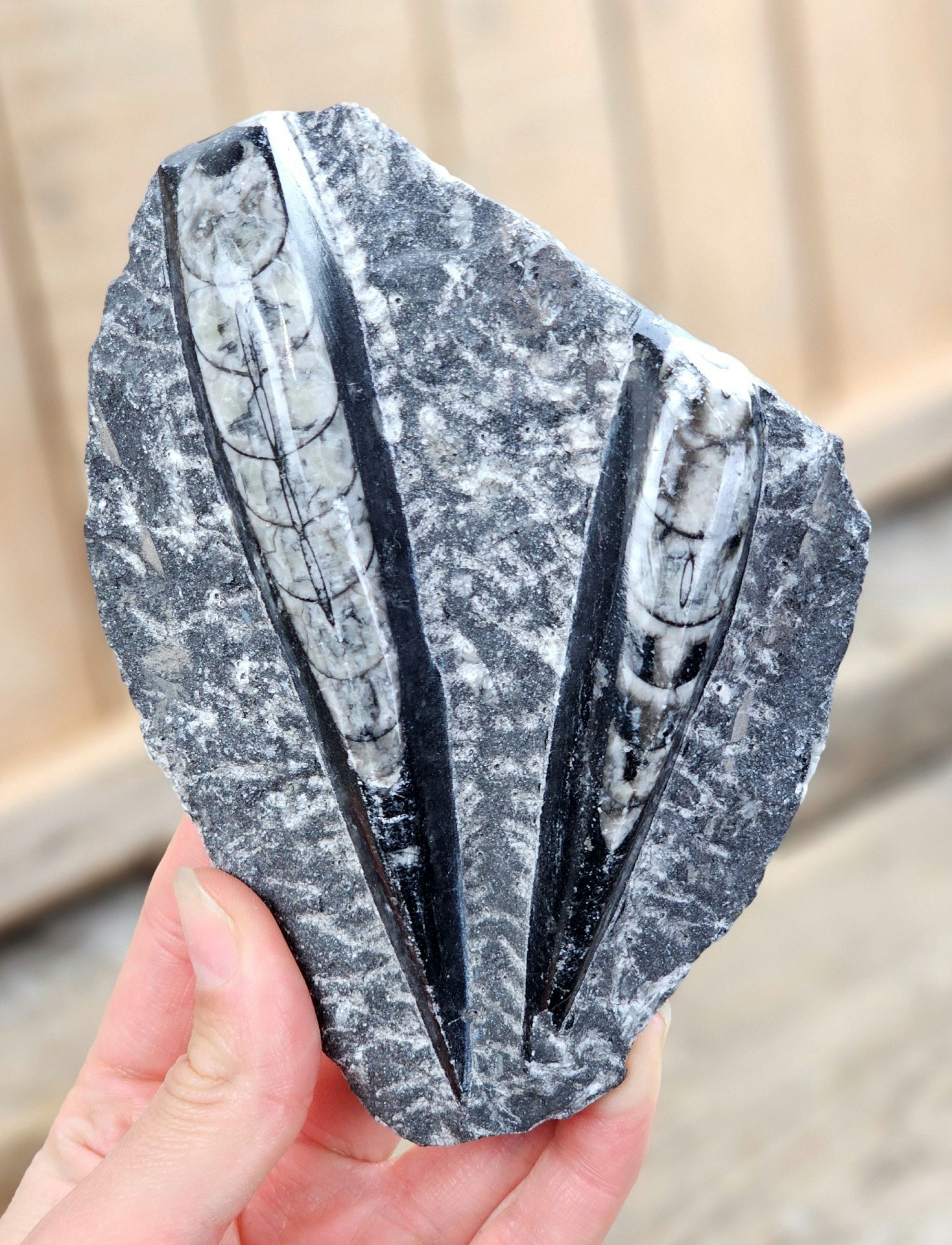 Ortoceratit fossil i matrix #13