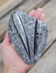 Ortoceratit fossil i matrix #13