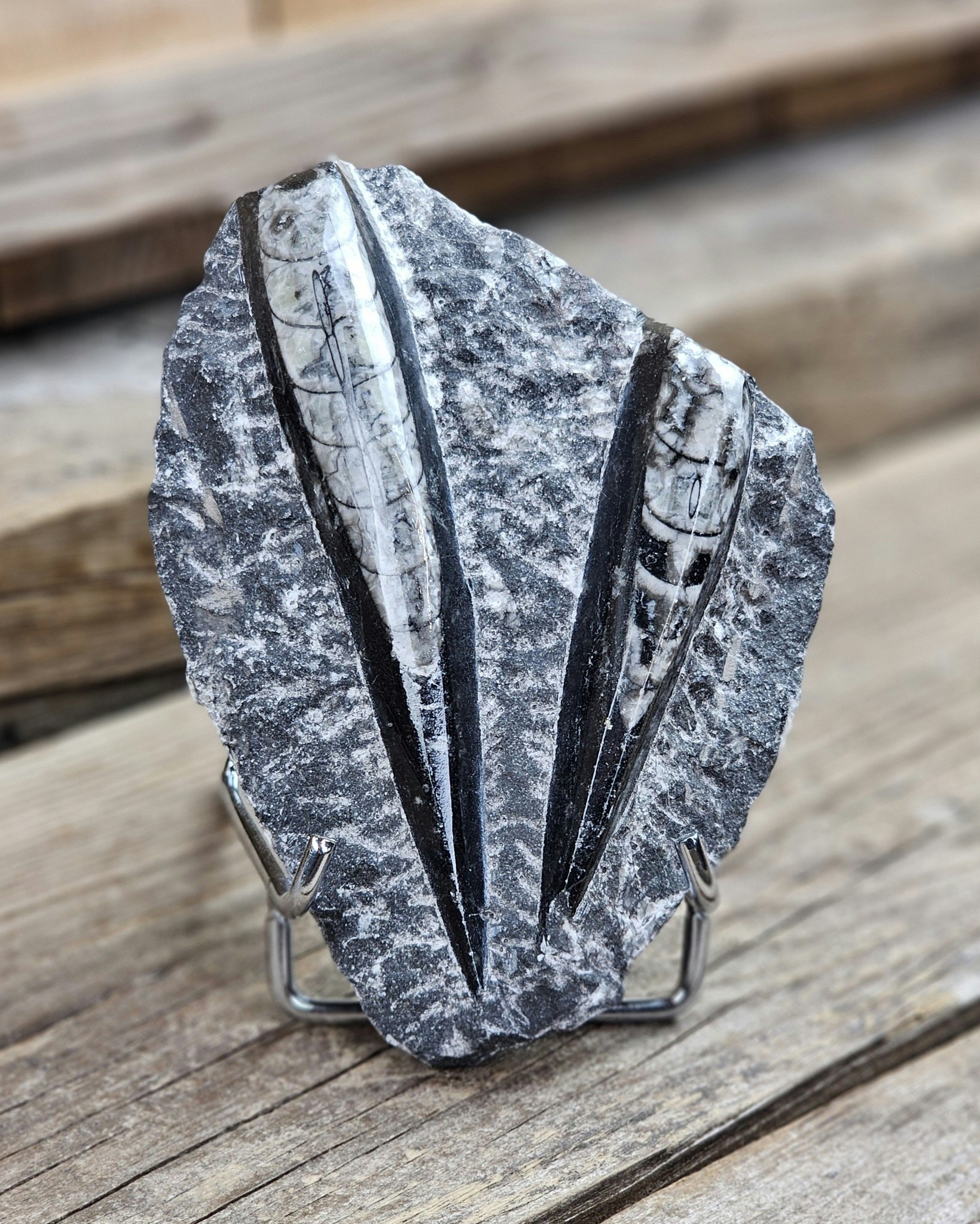 Ortoceratit fossil i matrix #13