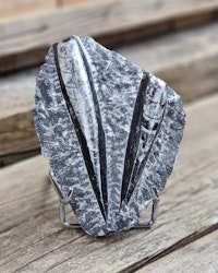 Ortoceratit fossil i matrix #13