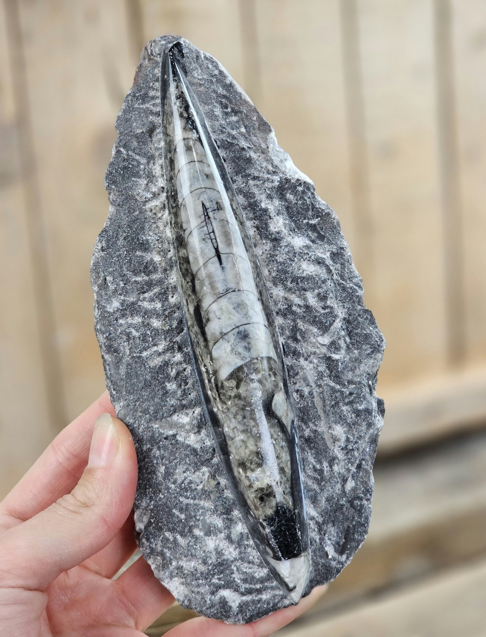Ortoceratit fossil i matrix #16