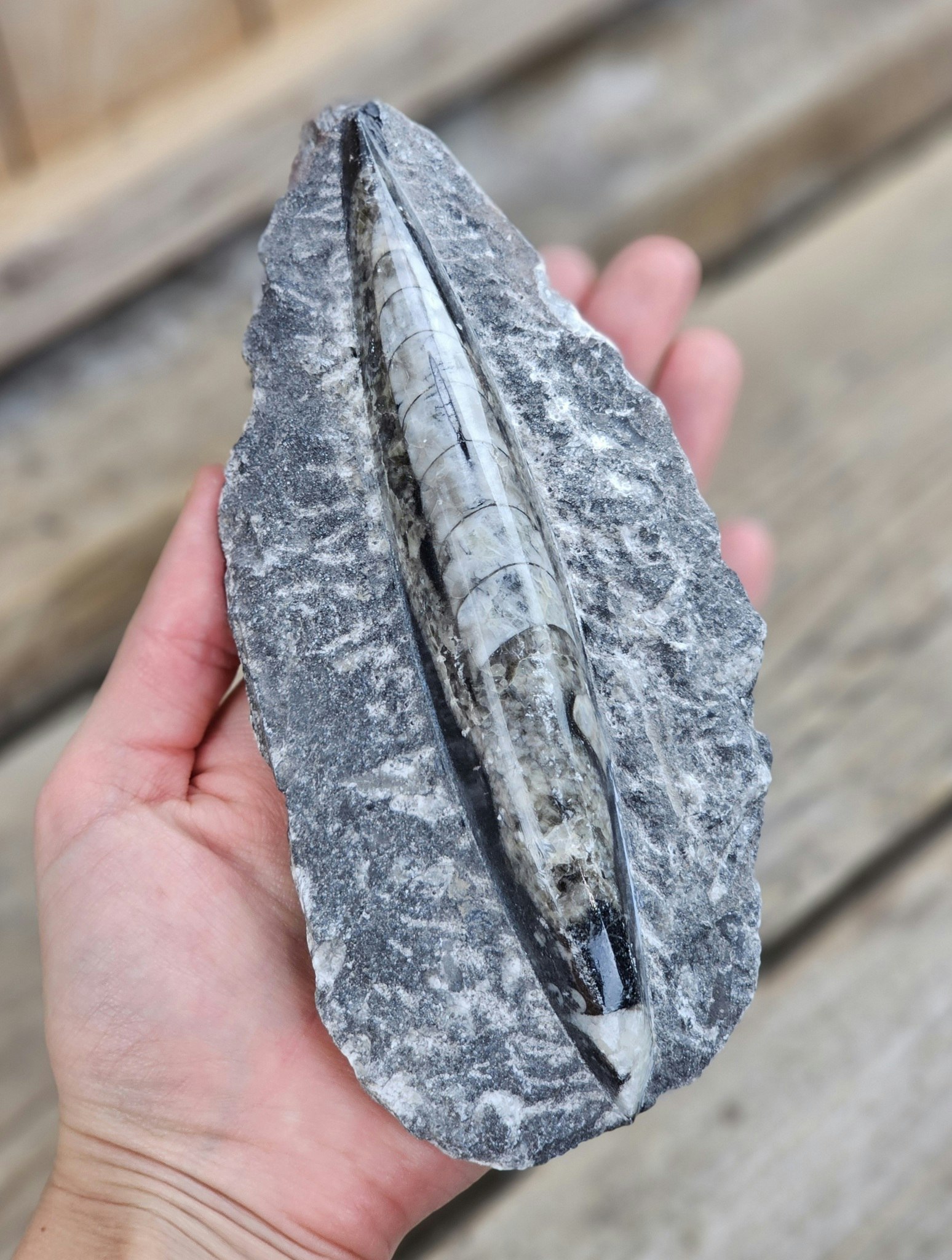Ortoceratit fossil i matrix #16