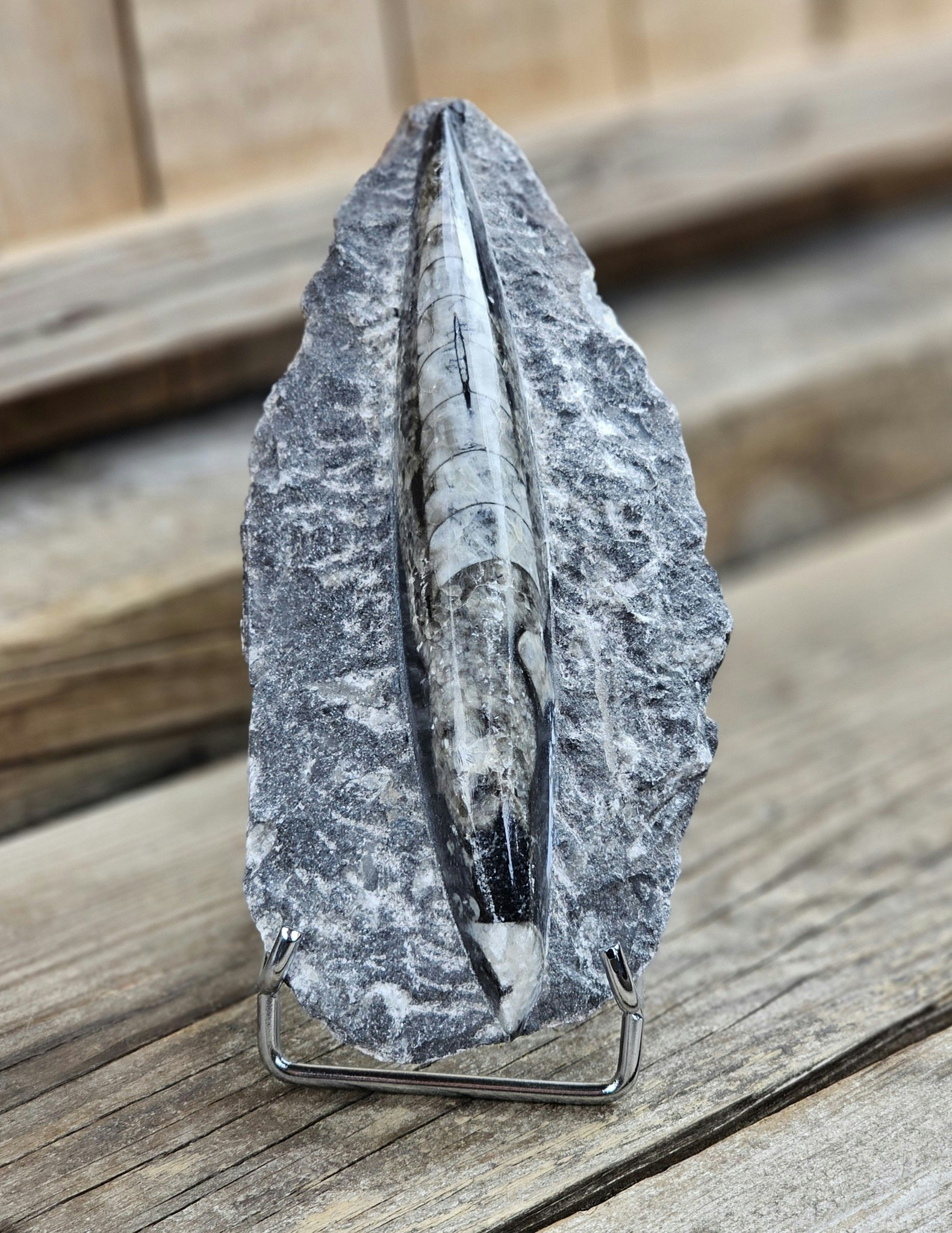 Ortoceratit fossil i matrix #16