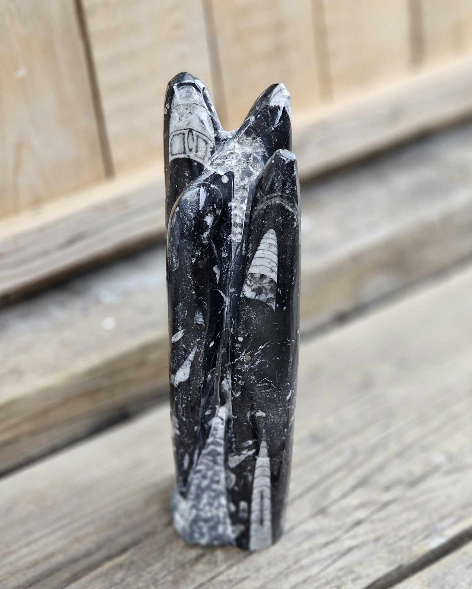 Ortoceratit fossil, stående XL #1