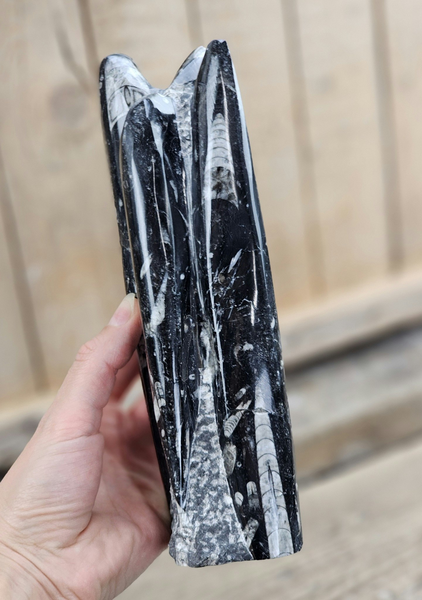 Ortoceratit fossil, stående XL #1