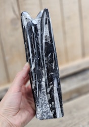 Ortoceratit fossil, stående XL #1