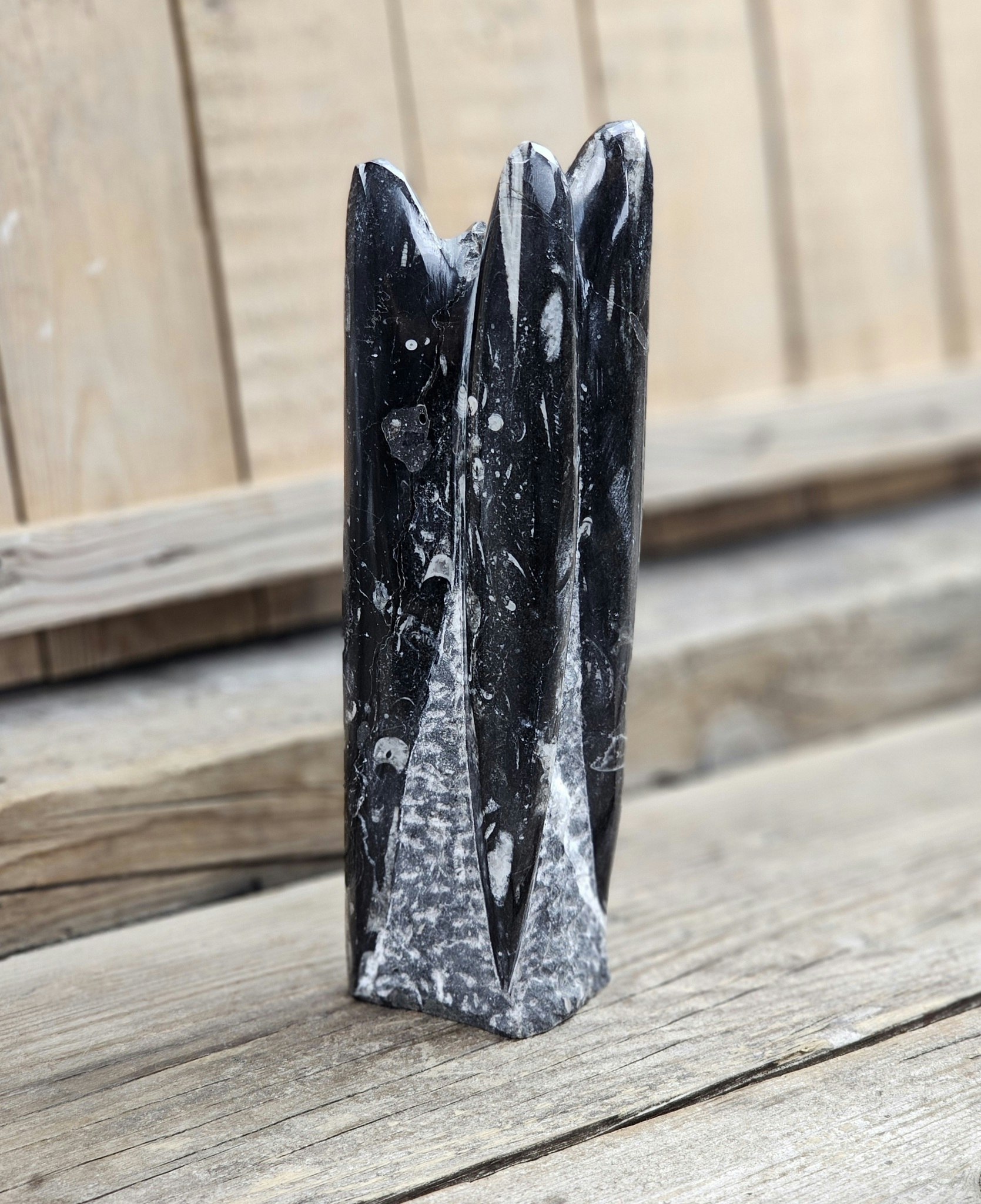 Ortoceratit fossil, stående XL #1