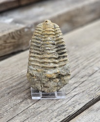 Trilobit fossil stor #2