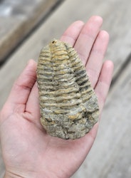 Trilobit fossil stor #2