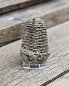 Trilobit fossil stor #3