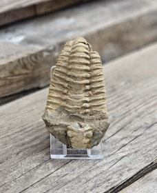 Trilobit fossil stor #4