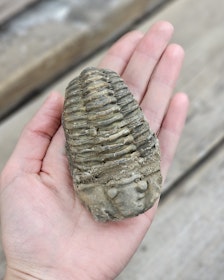 Trilobit fossil stor #6