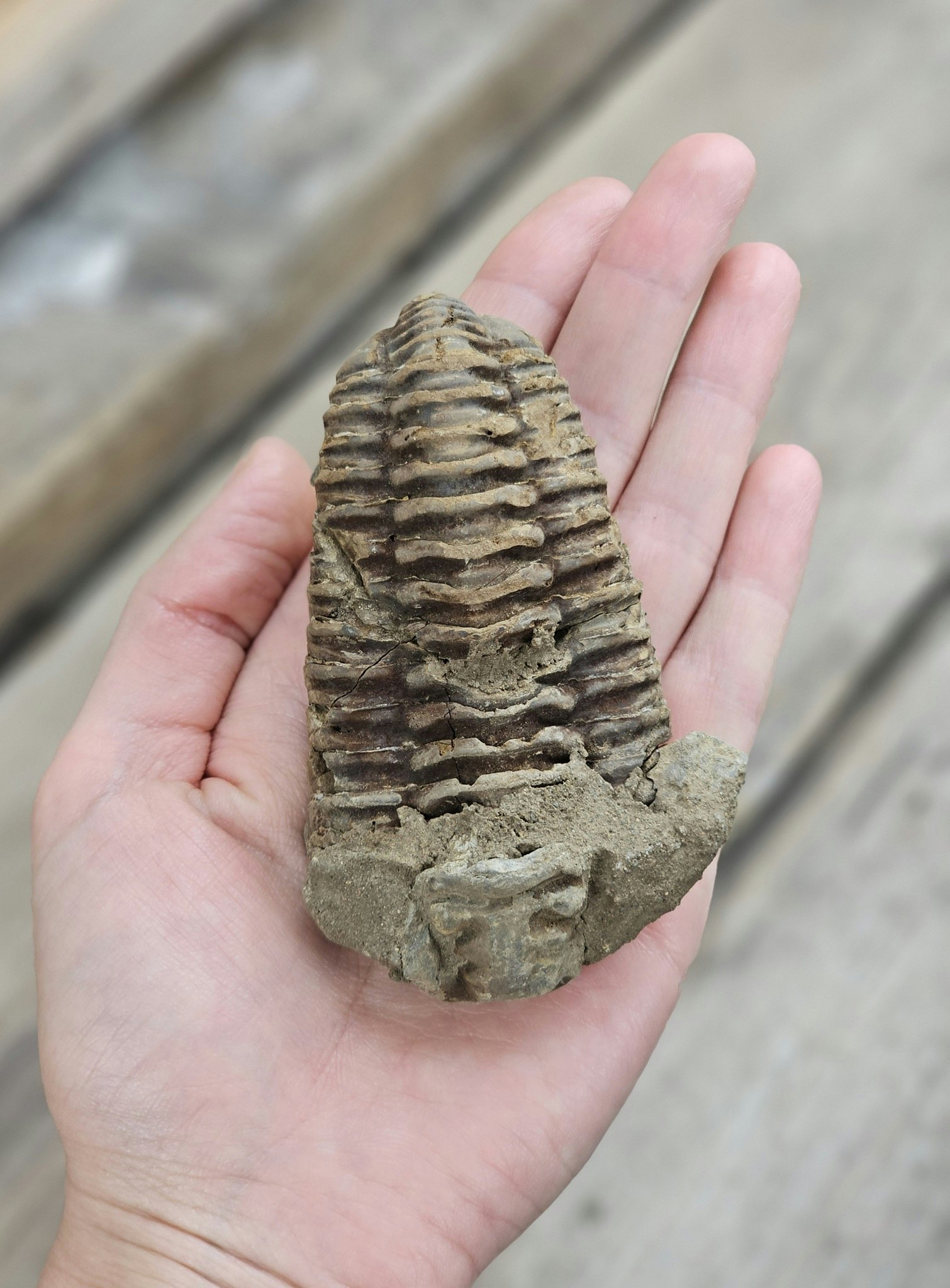 Trilobit fossil stor #8