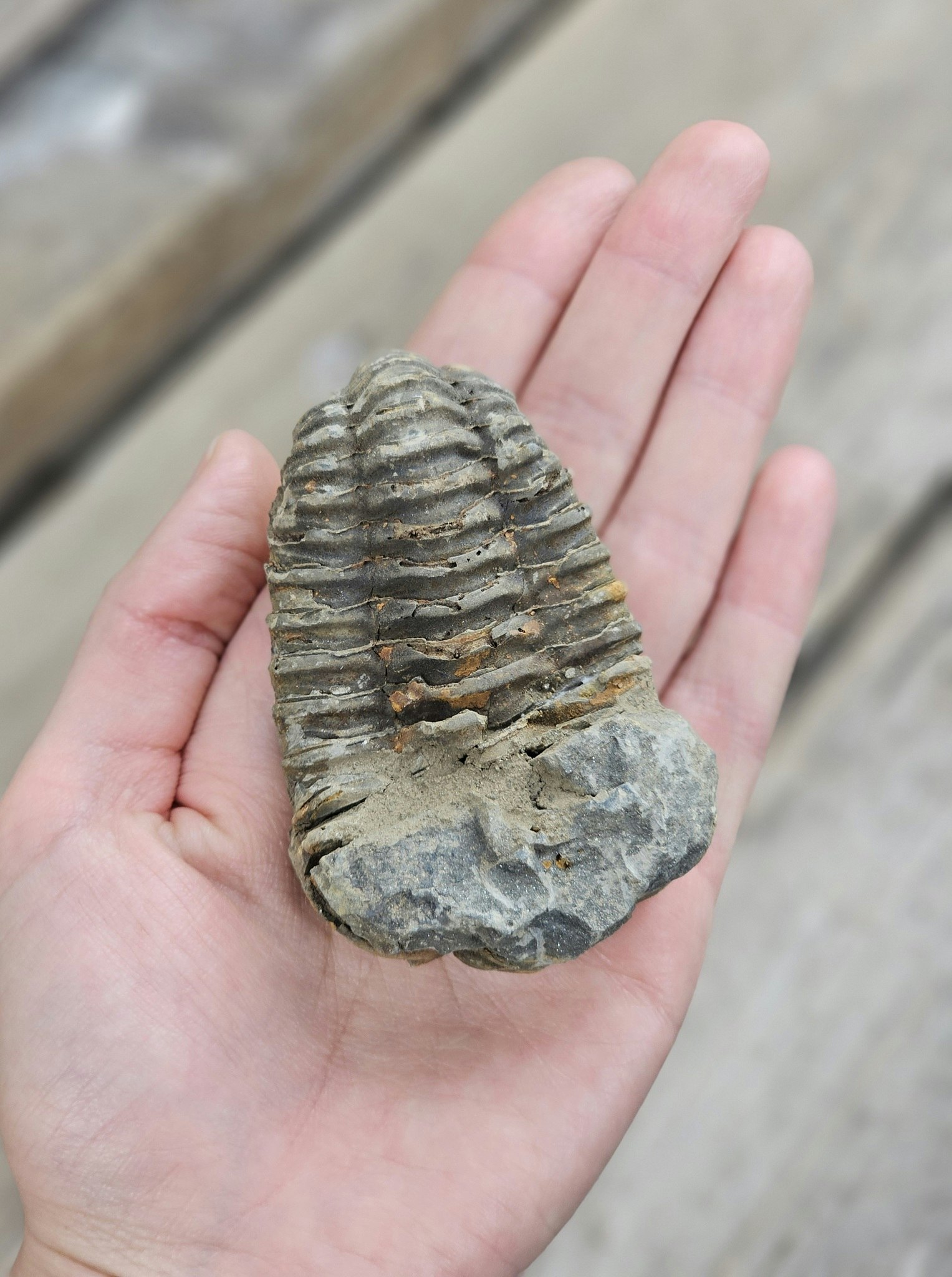 Trilobit fossil stor #11