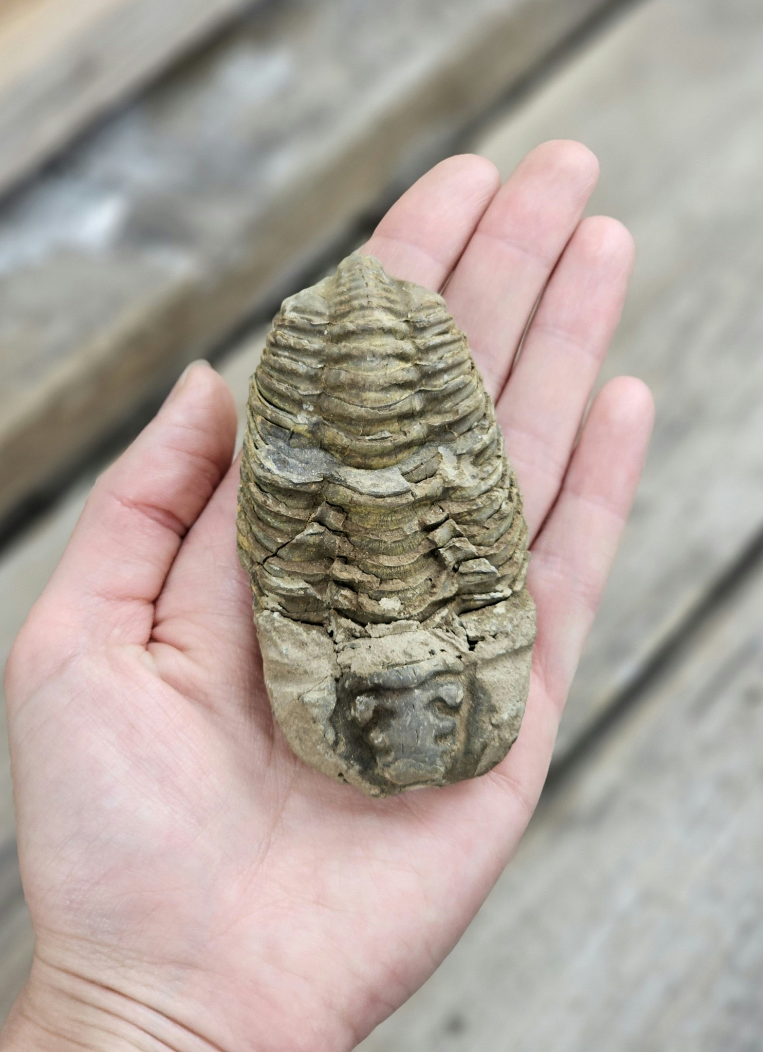 Trilobit fossil stor #15