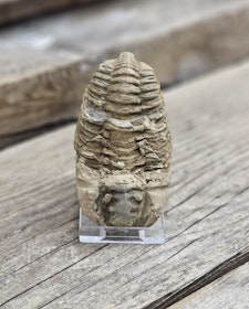 Trilobit fossil stor #15