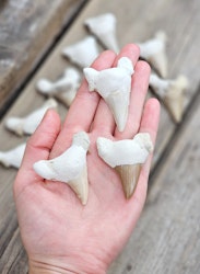 Otodus Hajtand fossil, per styck