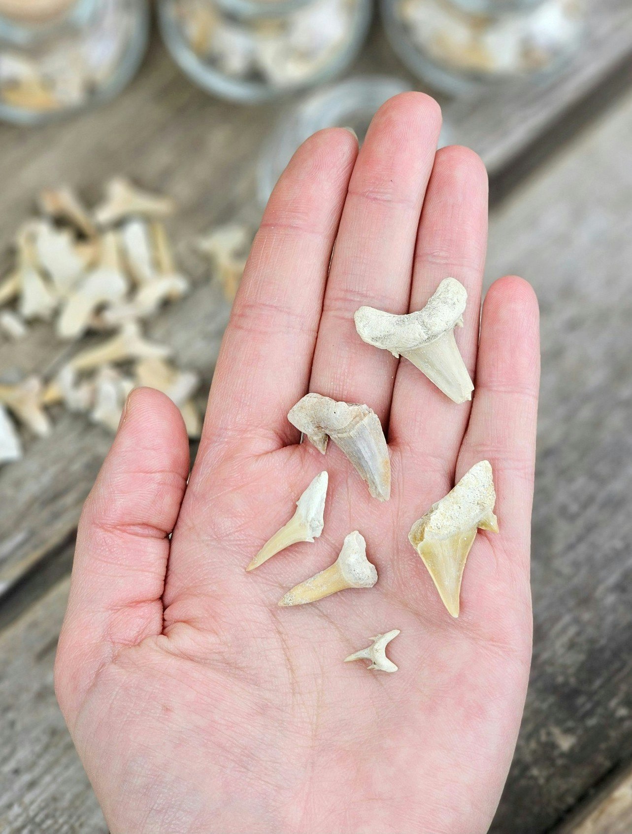 Hajtänder fossil, små i burk