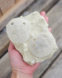 Scutella Sjöborre fossil #1