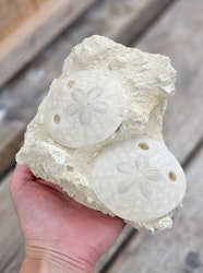 Scutella Sjöborre fossil #2