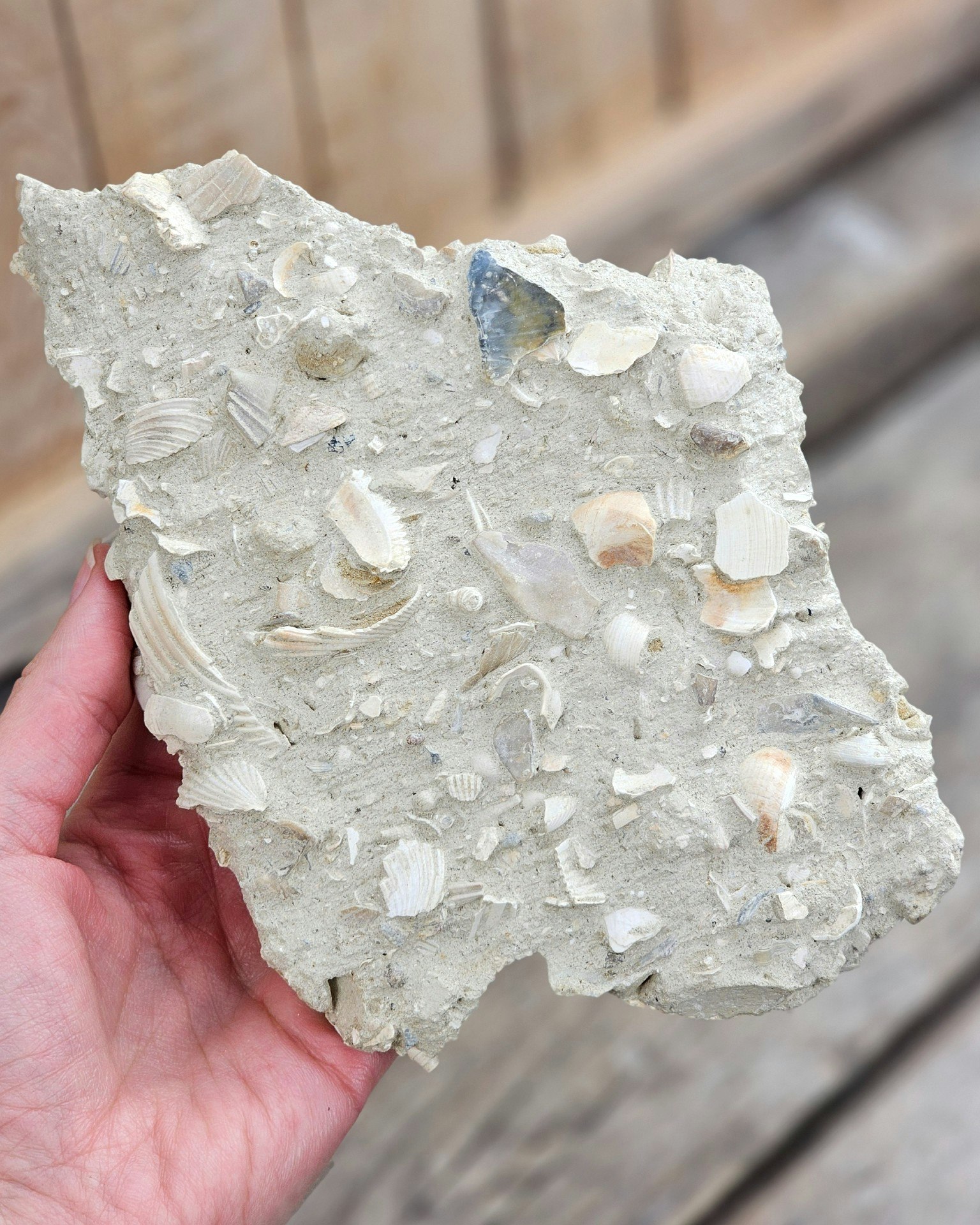 Pecten Benedictus fossil #1