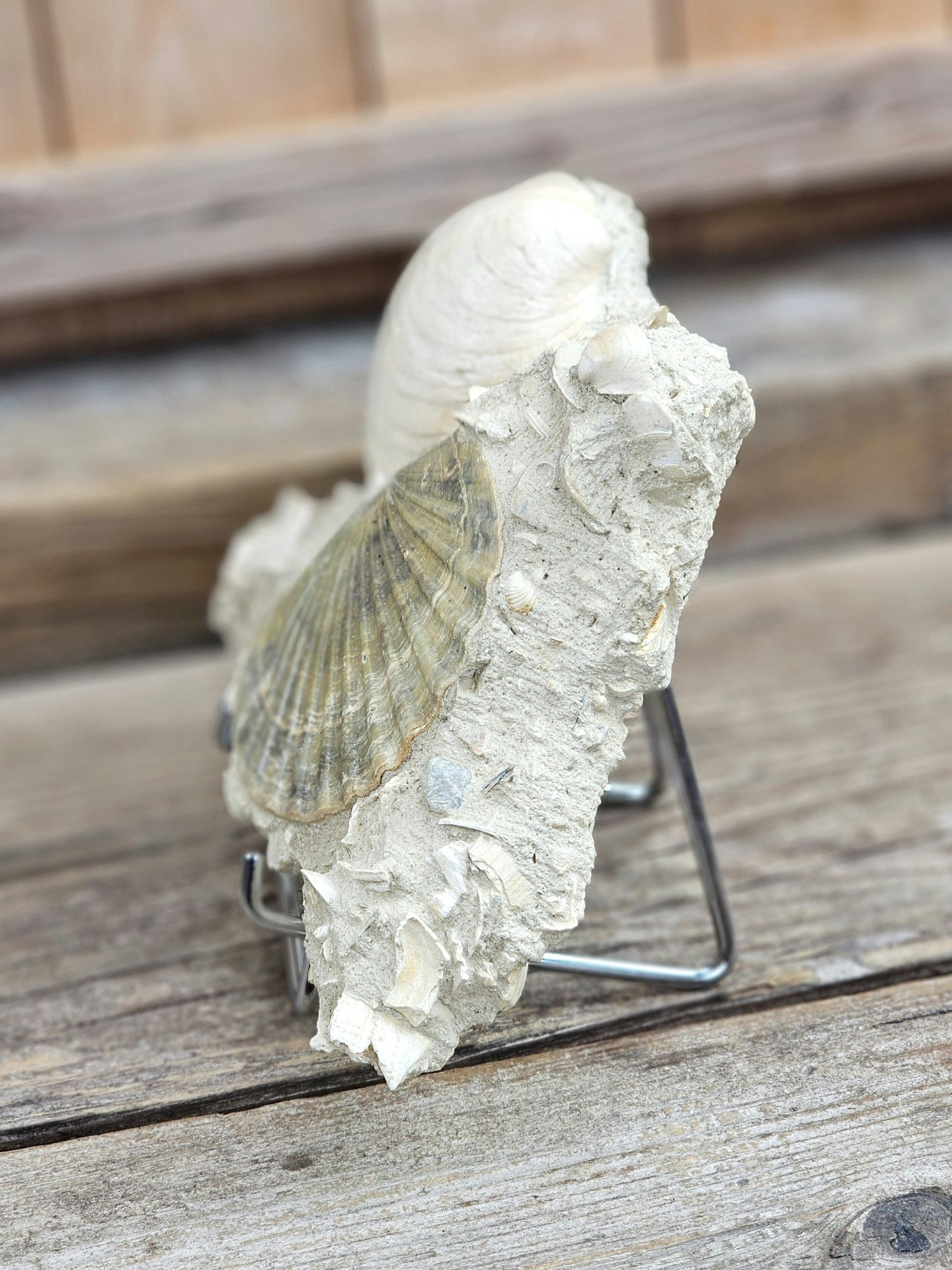 Pecten Benedictus fossil #1