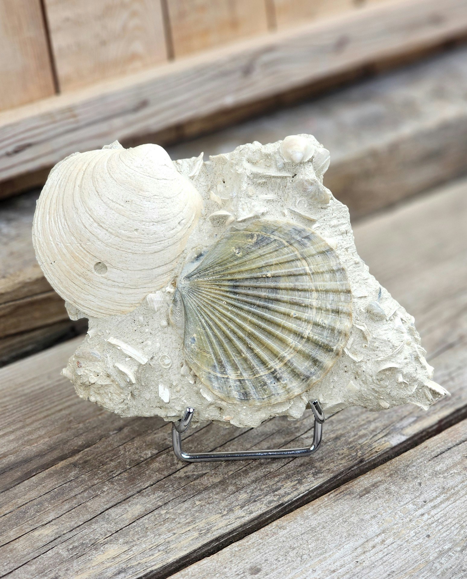 Pecten Benedictus fossil #1
