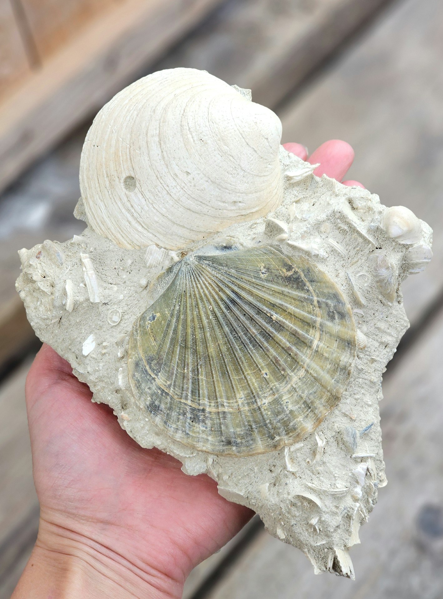 Pecten Benedictus fossil #1