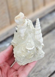 Turritella fossil #3