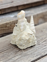 Turritella fossil #3
