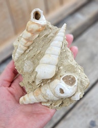 Turritella fossil #5