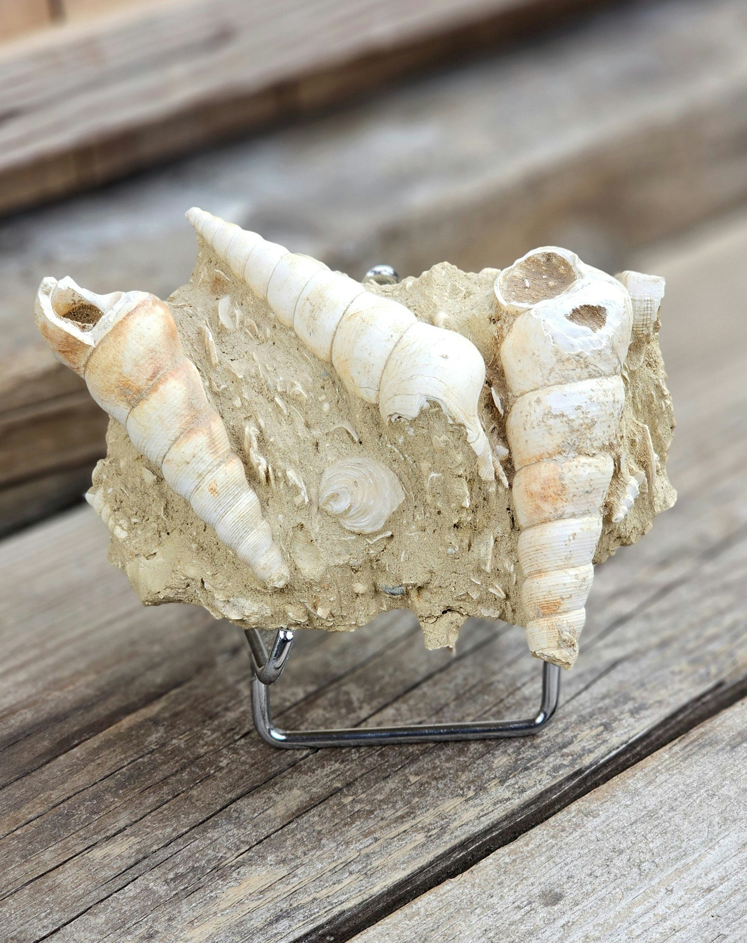 Turritella fossil #5