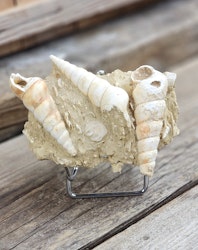Turritella fossil #5