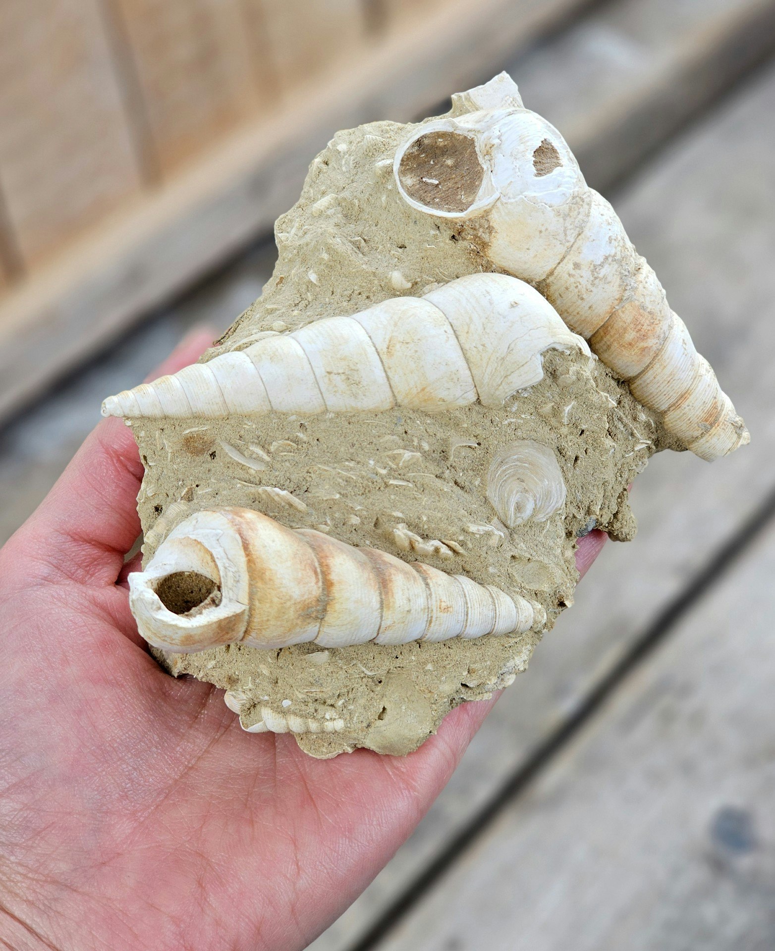 Turritella fossil #5