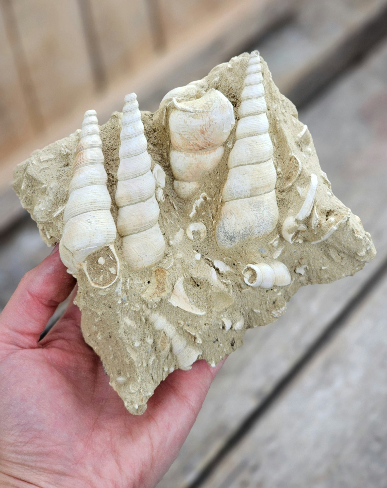 Turritella fossil #6